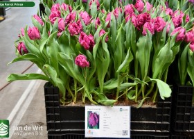 Tulipa Parrot Prince ® (1)